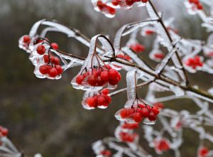 Изображение Окружающий мир. Как зимуют деревья. на Schoolofcare.ru!